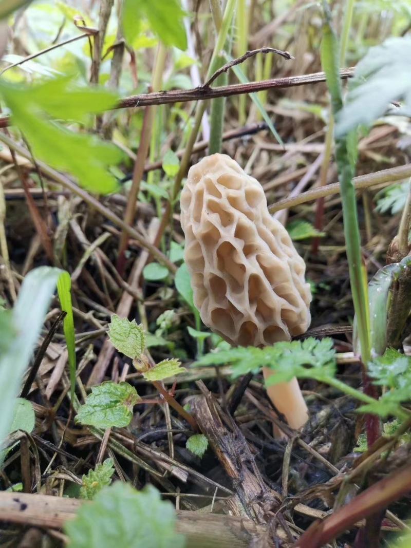 野生羊肚菌***羊肚菌，野生菌山珍，特级野生羊肚菌