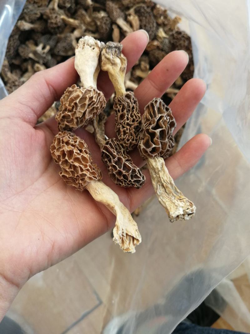 野生羊肚菌***羊肚菌，野生菌山珍，特级野生羊肚菌