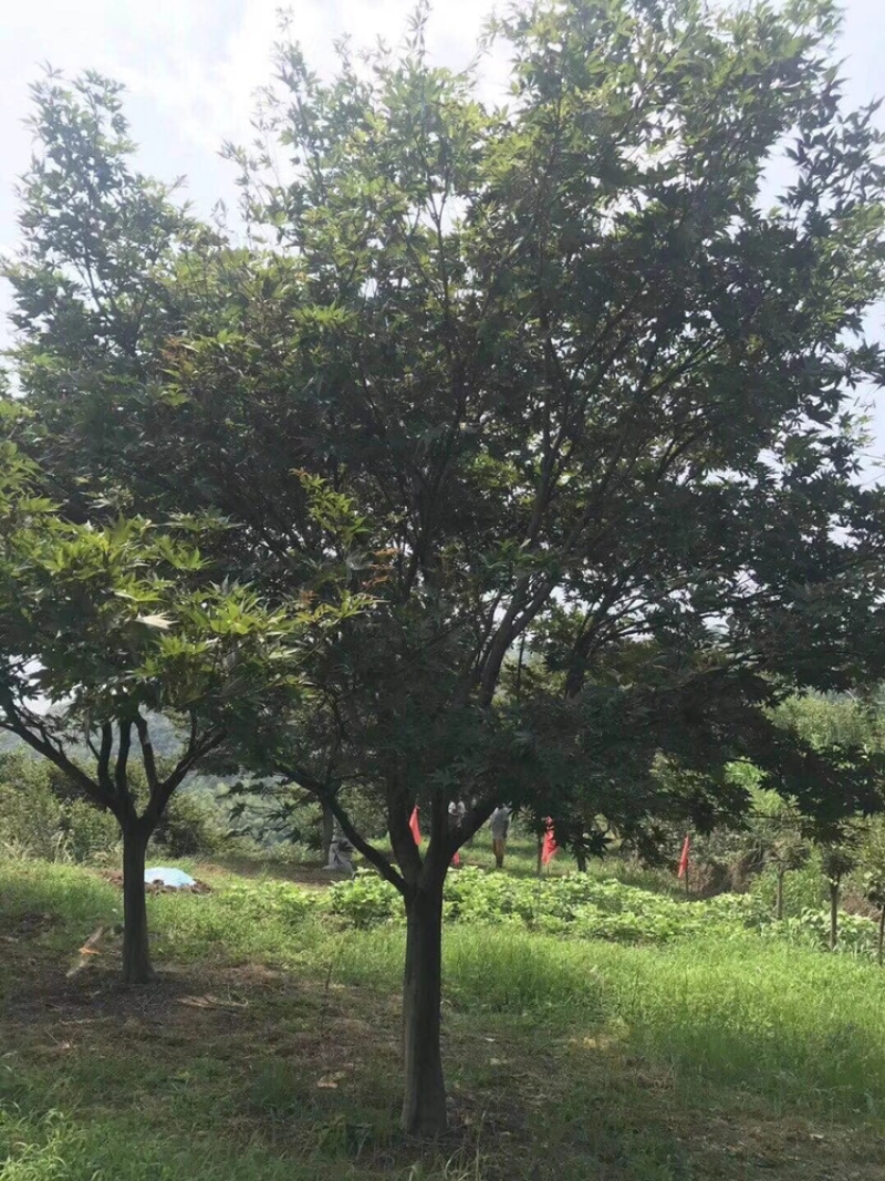 精品日本红枫，精品红枫，嫁接红枫，美国红枫