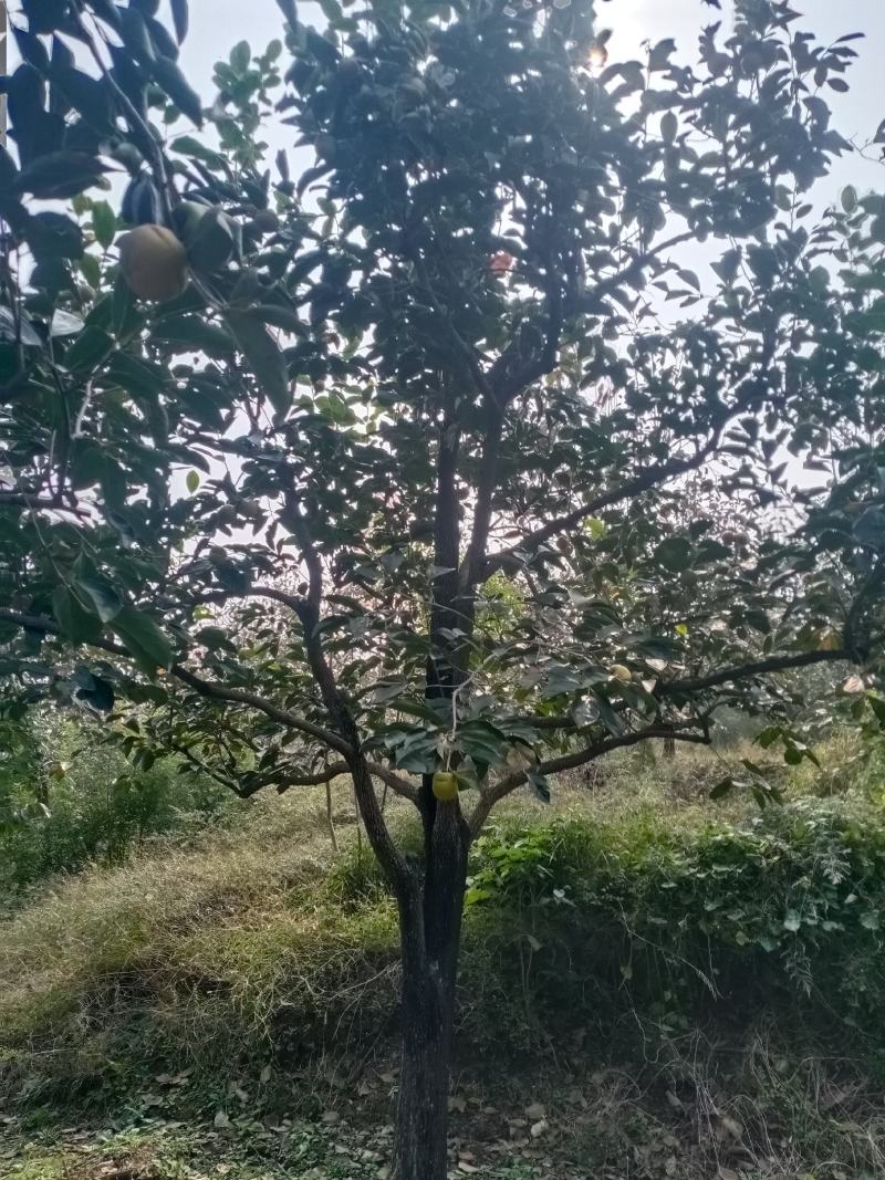 柿树20公分的，树形优美，