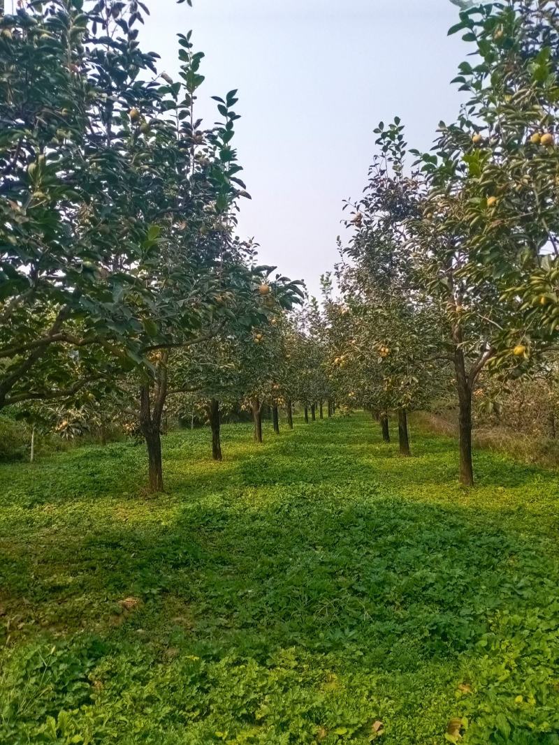 柿树20公分的，树形优美，