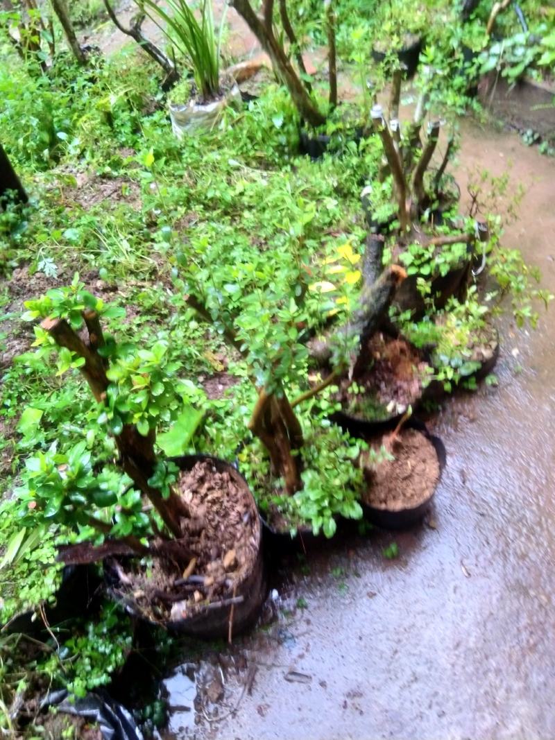 四川巴山，下山映山红国旗老桩。适应各地庭院緑植盆景栽培。