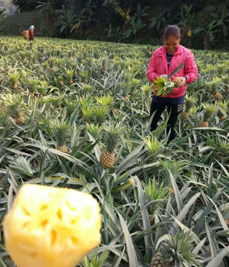 【优质】菠萝徐闻县优质菠萝一手货源欢迎来电咨询