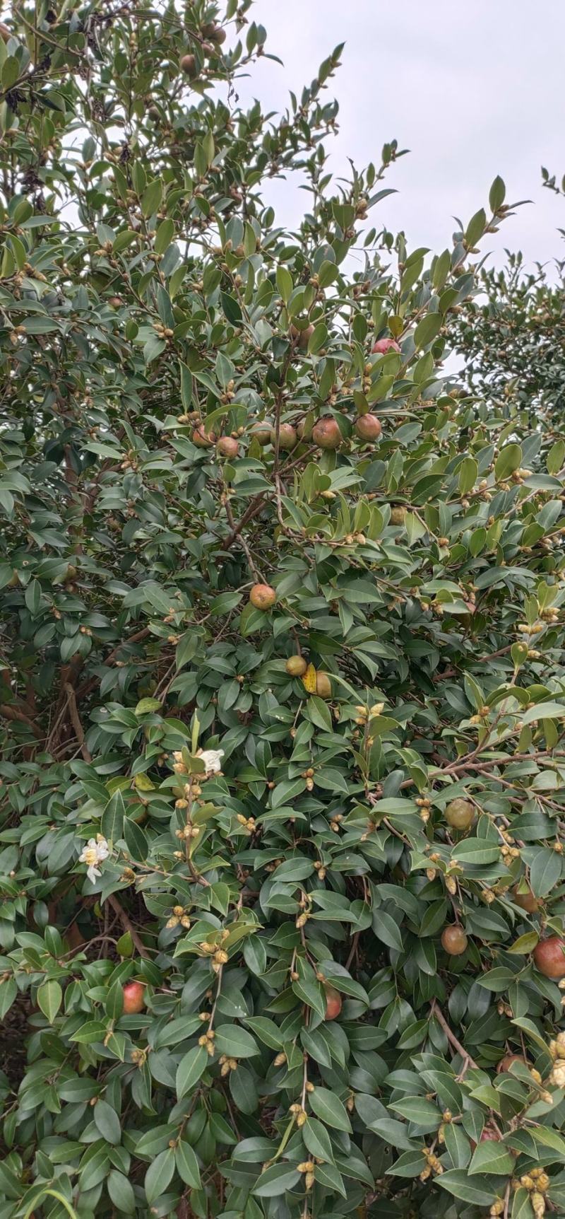 优质山茶仔，诚信为第一多多联系
