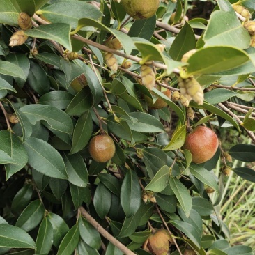 优质山茶仔，诚信为第一多多联系