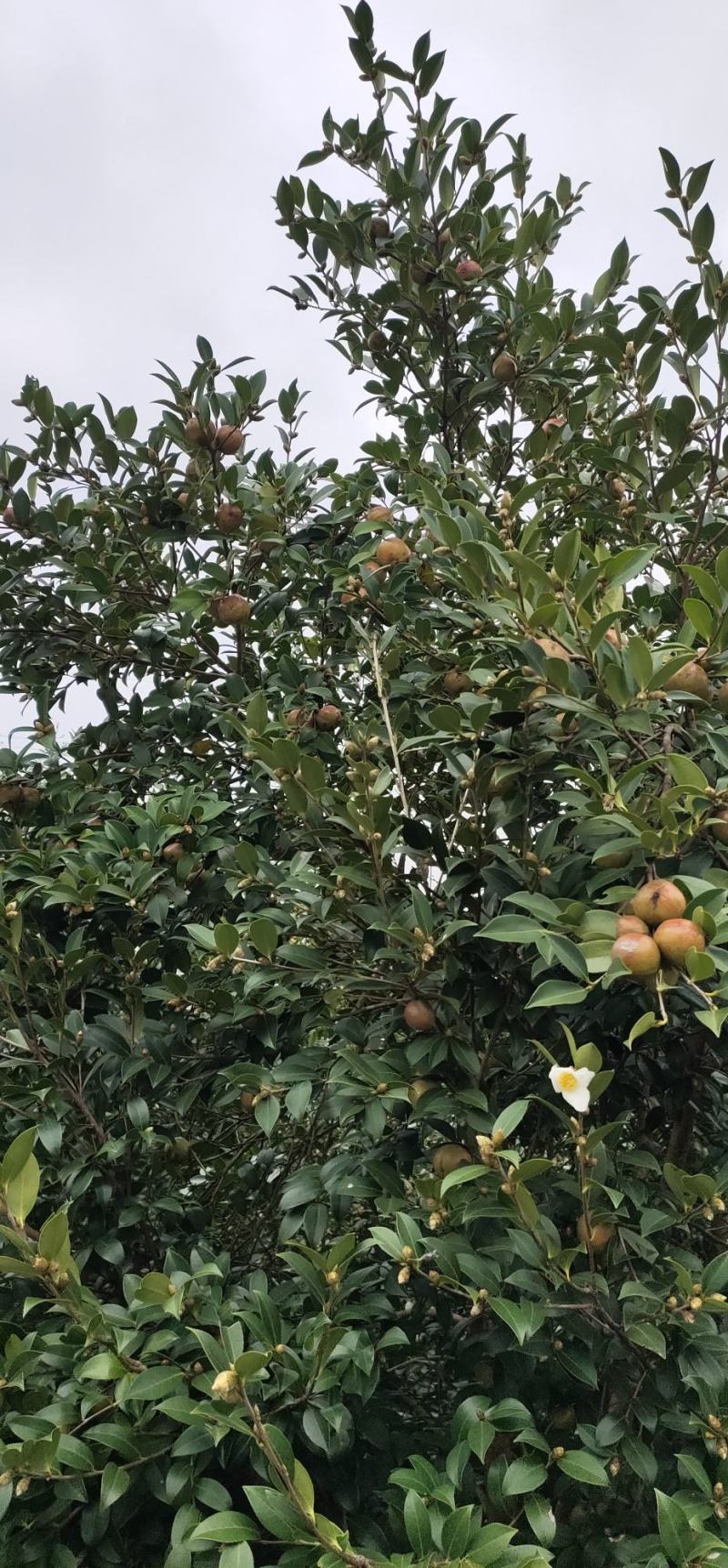 优质山茶仔，诚信为第一多多联系