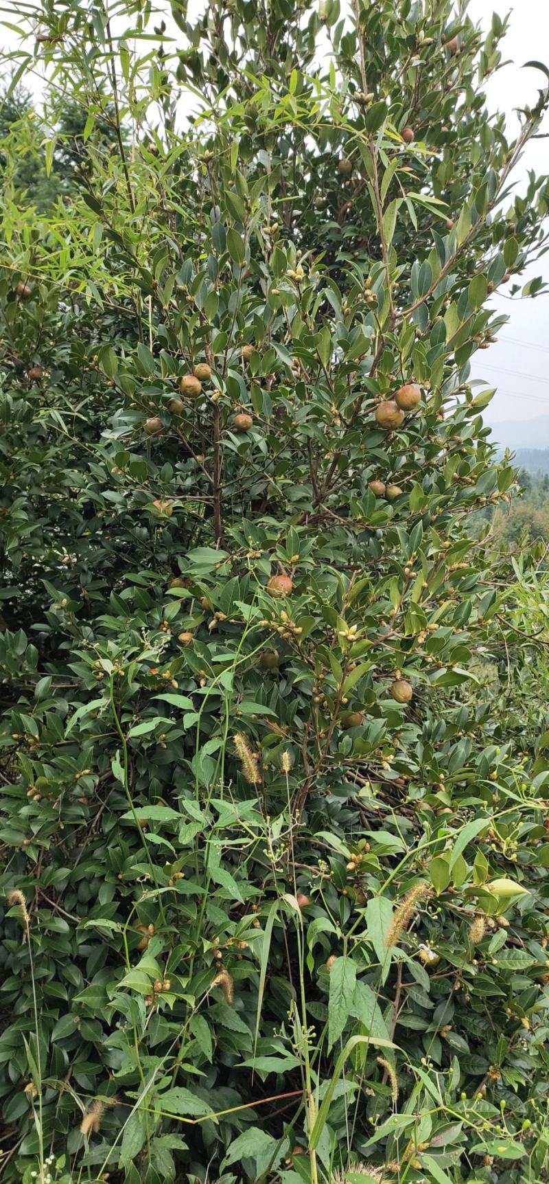 优质山茶仔，诚信为第一多多联系
