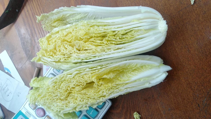 基地直销精品黄心娃娃菜对接商超，餐饮，量大从优