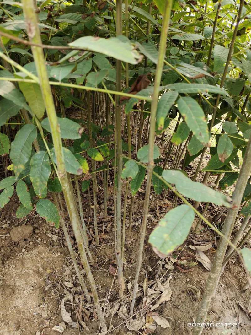 香椿苗(红油香椿苗)一手货源做大棚可指导，二至十公分的苗