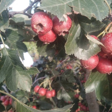 山楂鲜果质量好无虫害果个大