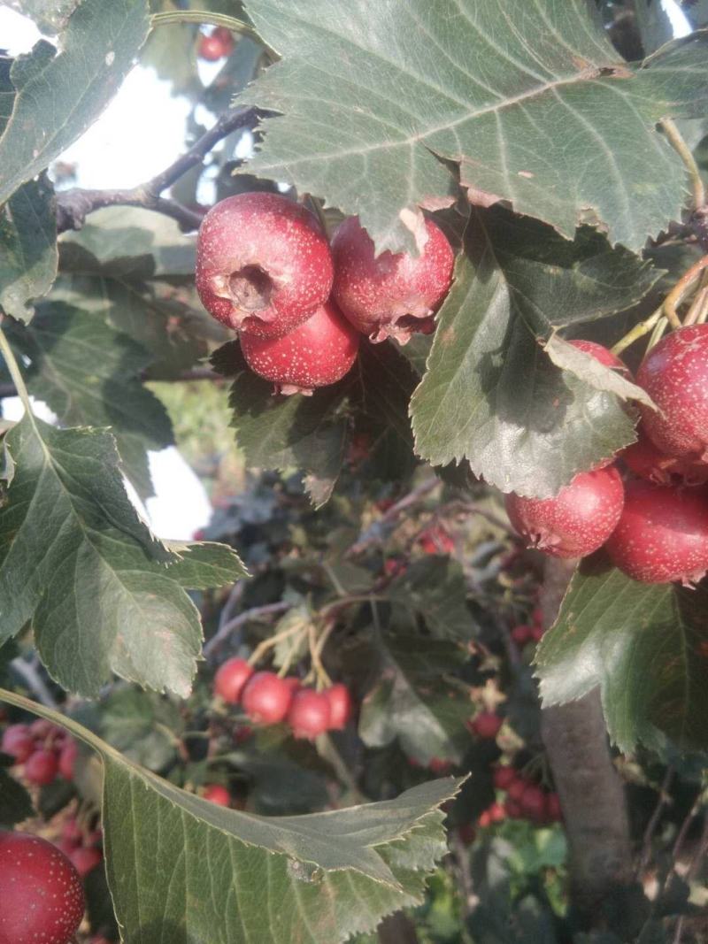 山楂鲜果质量好无虫害果个大
