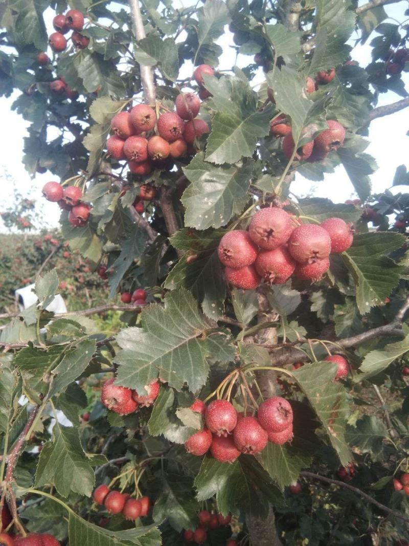 山楂鲜果质量好无虫害果个大