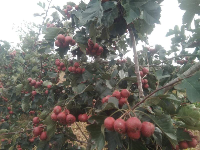 山楂鲜果质量好无虫害果个大