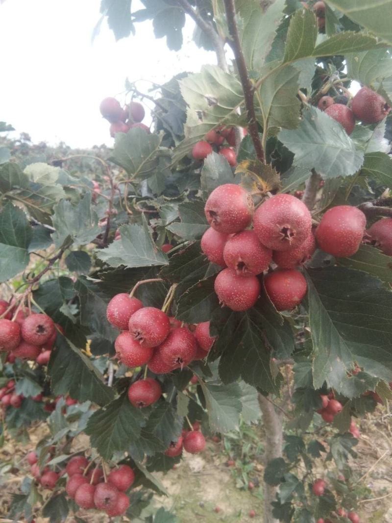 山楂鲜果质量好无虫害果个大