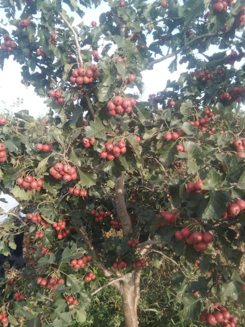 山楂鲜果质量好无虫害果个大