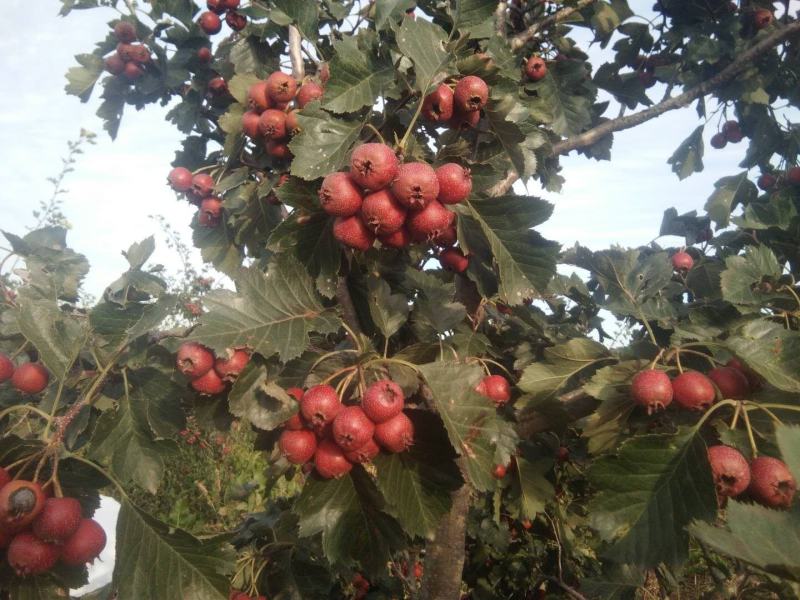 山楂鲜果质量好无虫害果个大