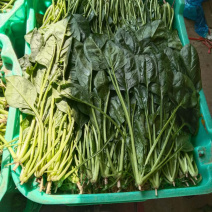 基地直供精品菠菜对接餐饮，商超，全国批发质优价廉