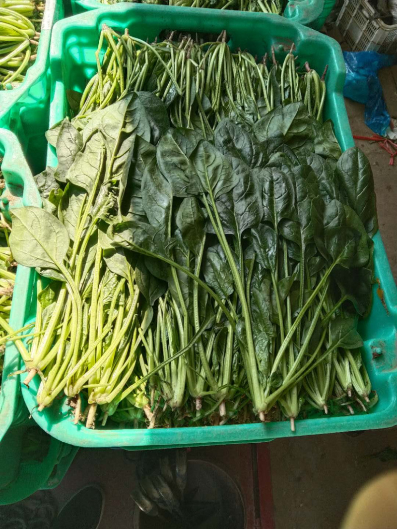 基地直供精品菠菜对接餐饮，商超，全国批发质优价廉