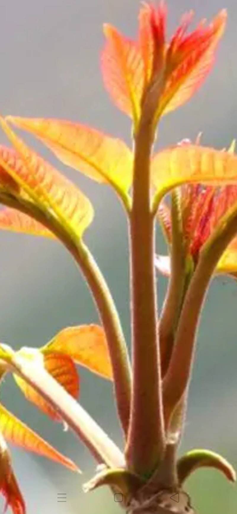 香椿苗(红油香椿苗)一手货源做大棚可指导，二至十公分的苗