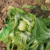 富川广西包心芥菜已经大量上市品质好走车快