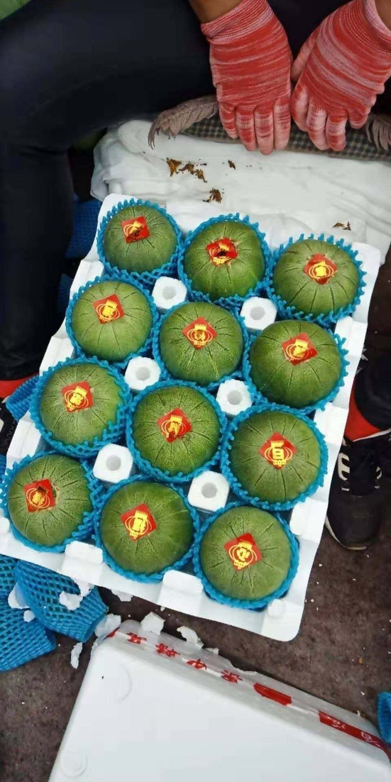 【一手货源】绿宝甜瓜大量上市。货源充足可对接大型电商市场