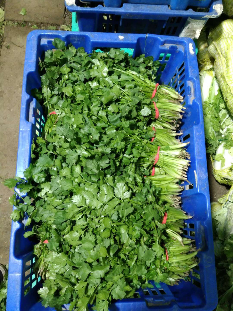基地直供精品香菜对接餐饮，商超，全国批发质优价廉