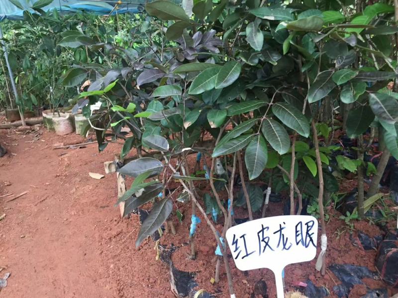红皮龙眼苗嫁接苗盆栽地栽都可以