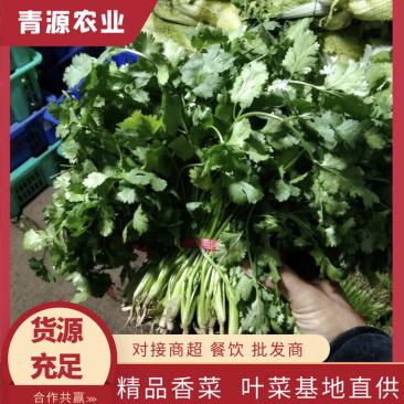 基地直供精品香菜对接餐饮，商超，全国批发质优价廉