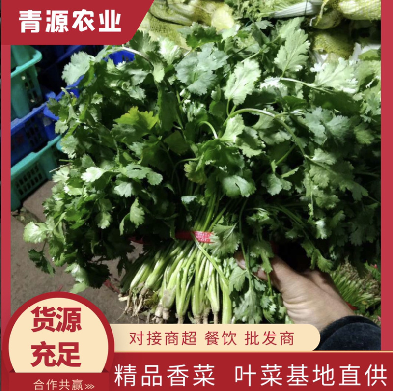 基地直供精品香菜对接餐饮，商超，全国批发质优价廉