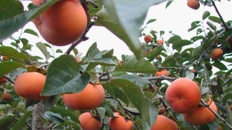 基地直供日本脆甜柿嫁接苗现挖现发保湿发货送生根粉