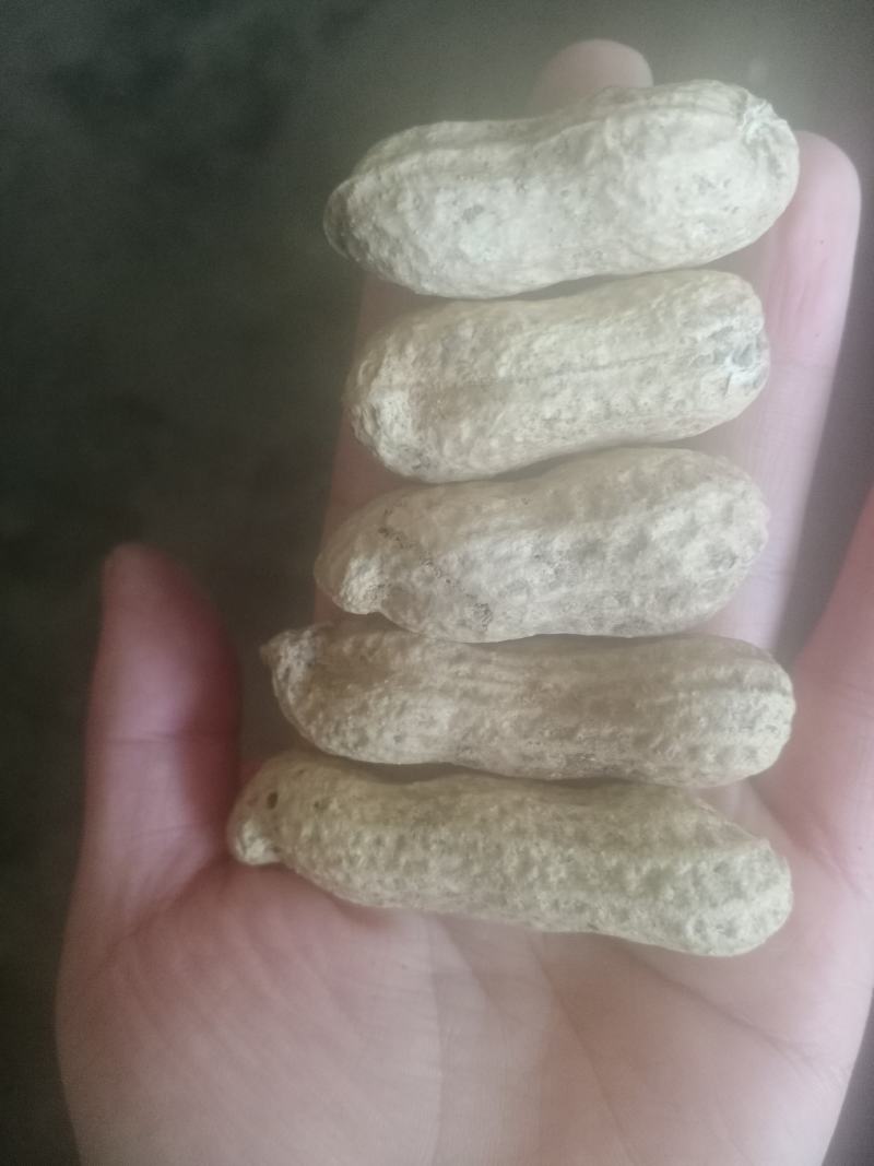 大量批发鲁花生，小日本花生，高品质无中间商，快来选购亲么