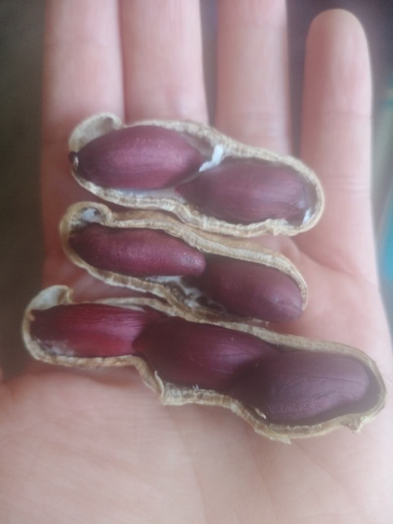 大量批发鲁花生，小日本花生，高品质无中间商，快来选购亲么
