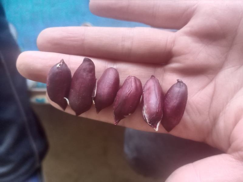 大量批发鲁花生，小日本花生，高品质无中间商，快来选购亲么