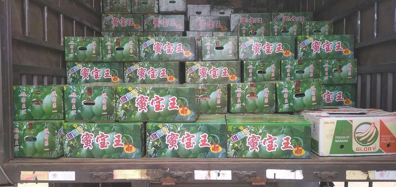 【绿宝优质香瓜】大量上市，口感好，品质优。适合全国市场
