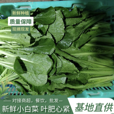 基地直供新鲜小白菜，对接餐饮，商超，全国批发，质优价廉