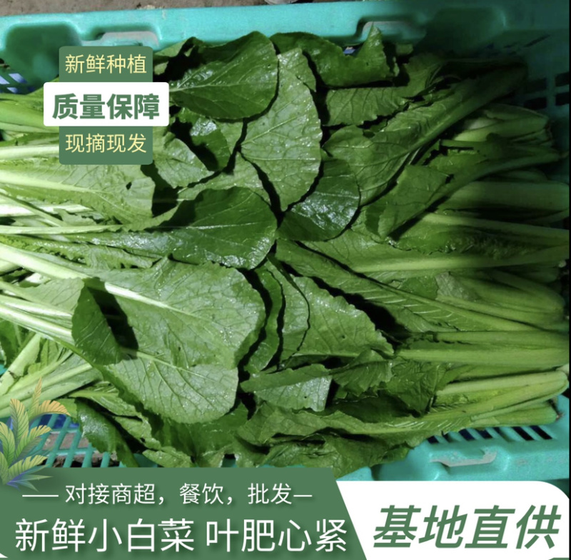 基地直供新鲜小白菜，对接餐饮，商超，全国批发，质优价廉