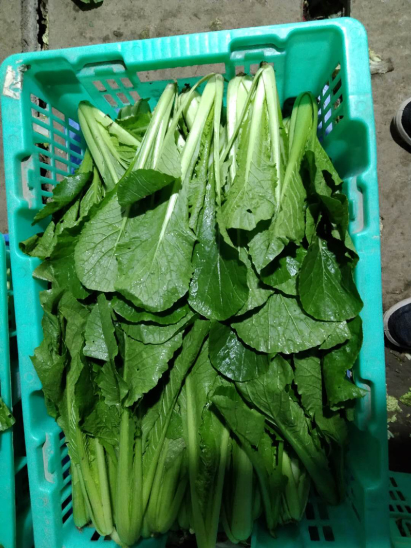 基地直供新鲜小白菜，对接餐饮，商超，全国批发，质优价廉