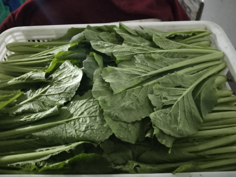 基地直供新鲜小白菜，对接餐饮，商超，全国批发，质优价廉