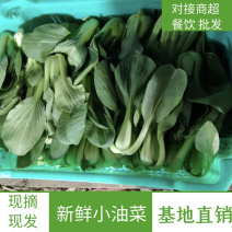 基地直销精品小油菜，对接商超，餐饮，批发质优价廉