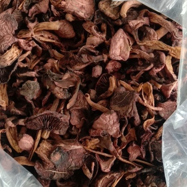 红蘑，松树伞，鸡血蘑，肉蘑的老蘑菇，挑霉块，挑焦块，过筛