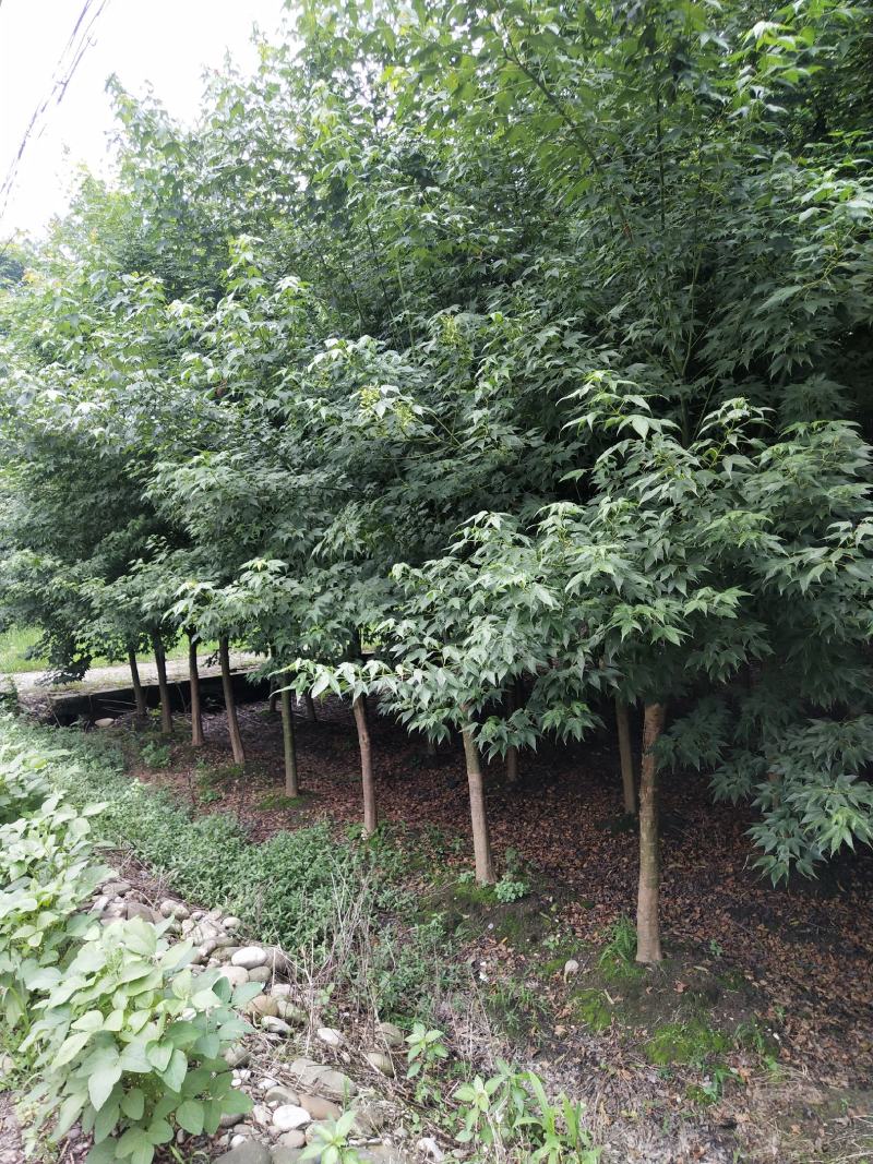 青枫小苗，丛生青枫，基地直销，质量保证，装车方便，