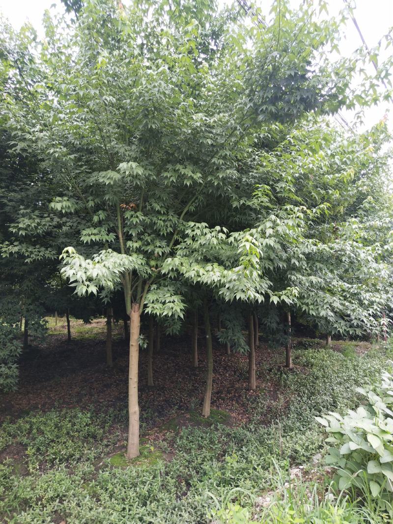 青枫小苗，丛生青枫，基地直销，质量保证，装车方便，