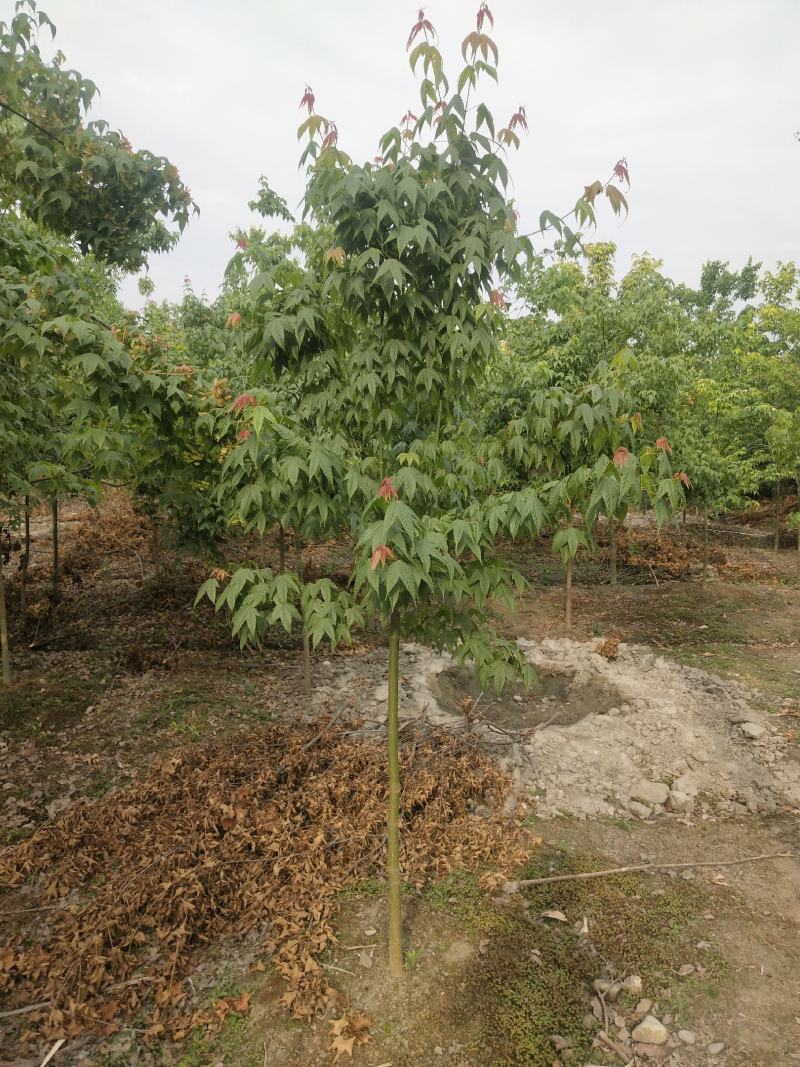 青枫小苗，丛生青枫，基地直销，质量保证，装车方便，