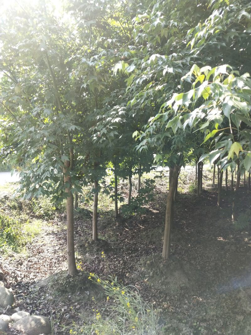 青枫小苗，丛生青枫，基地直销，质量保证，装车方便，