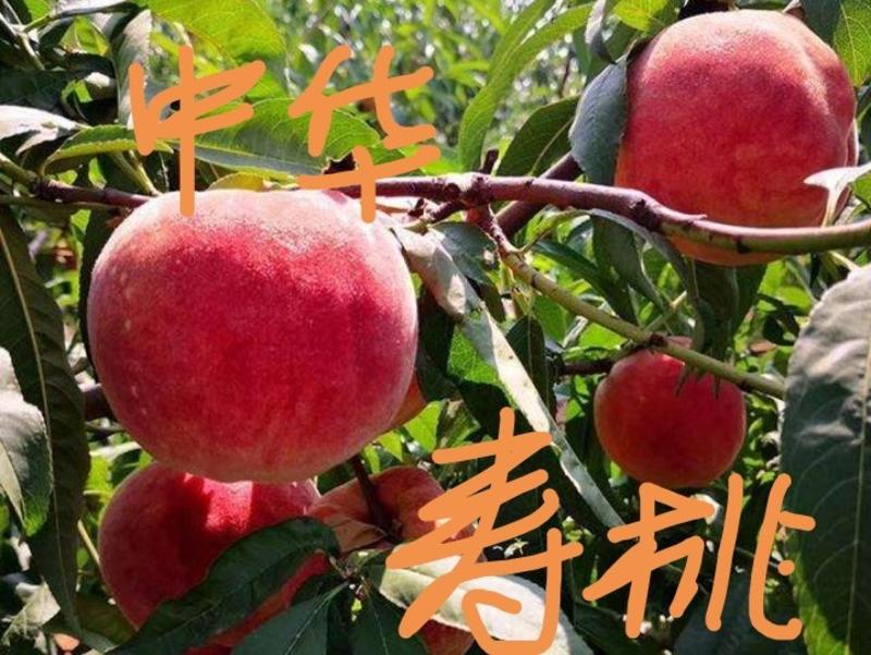 五月红脆桃冬桃血桃中华寿桃嫁接苗品种优良基地直发成活率高