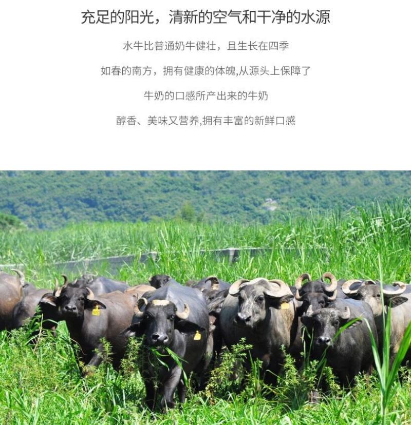 包邮广西左江水牛高钙奶，高钙牛奶，200ml*10盒