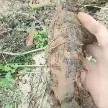 紫茉莉根，入地老鼠。钻地老鼠。