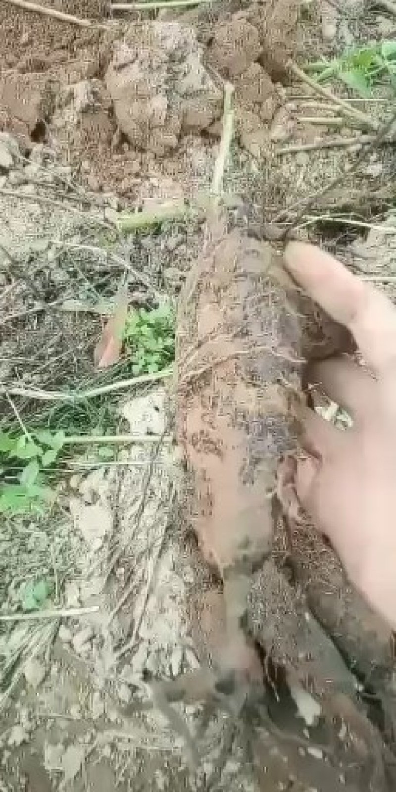紫茉莉根，入地老鼠。钻地老鼠。