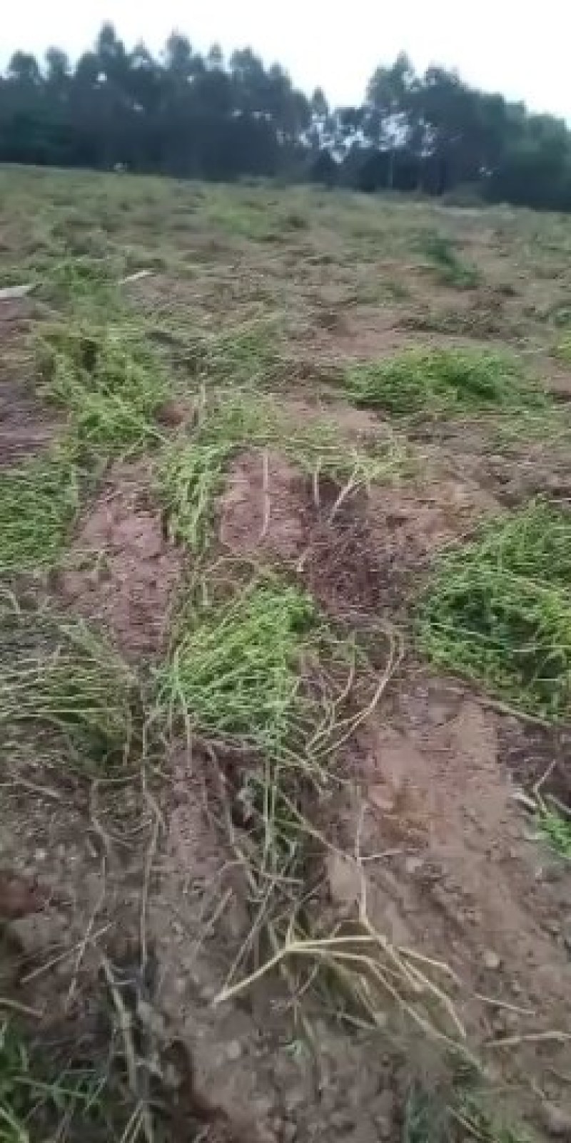 紫茉莉根，入地老鼠。钻地老鼠。