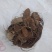 紫茉莉根，入地老鼠。钻地老鼠。